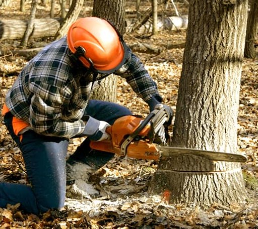Tree Removal in Upperglade, WV